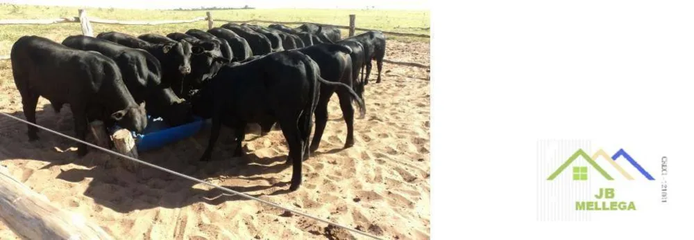 Fazenda, 6085 hectares - Foto 6