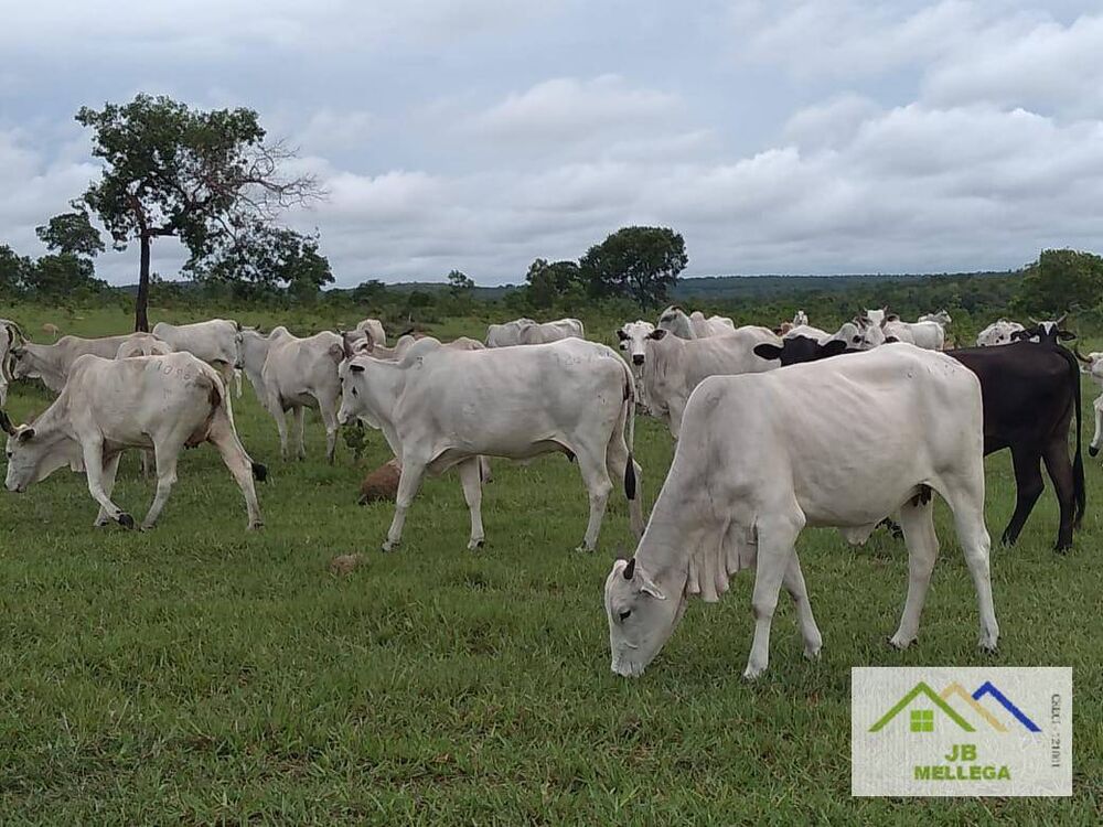 Fazenda, 6085 hectares - Foto 4