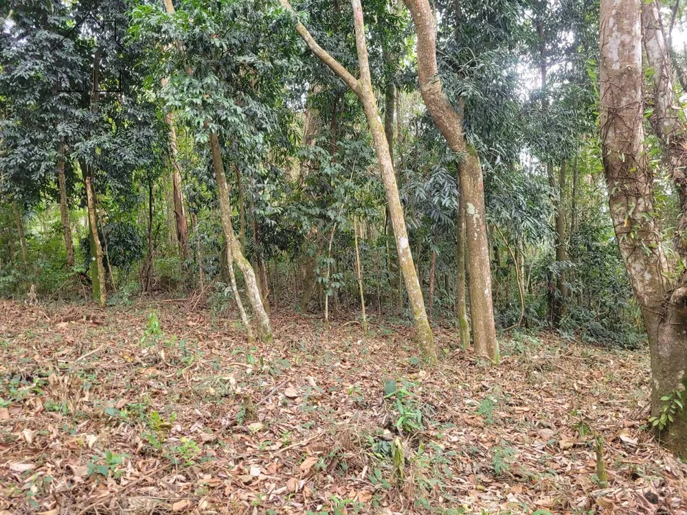 Terreno, 6 hectares - Foto 7