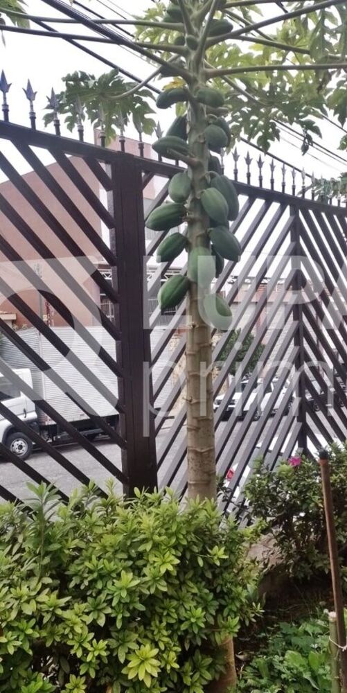 Casa, 3 quartos, 244 m² - Foto 4