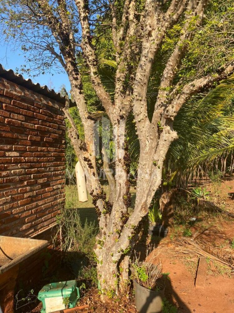 Chácara, 1 quarto, 3645 m² - Foto 2