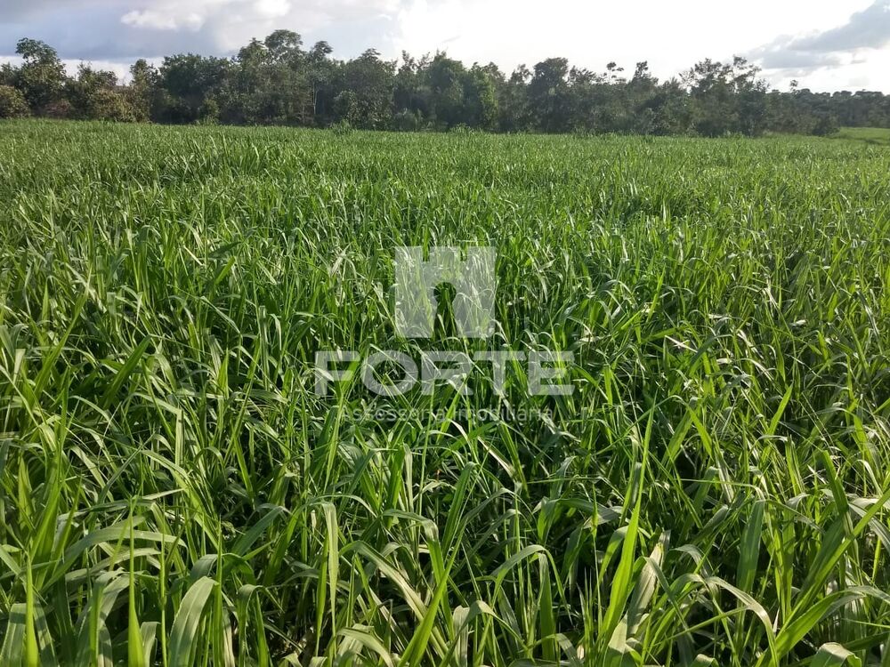 Fazenda, 3900 m² - Foto 3