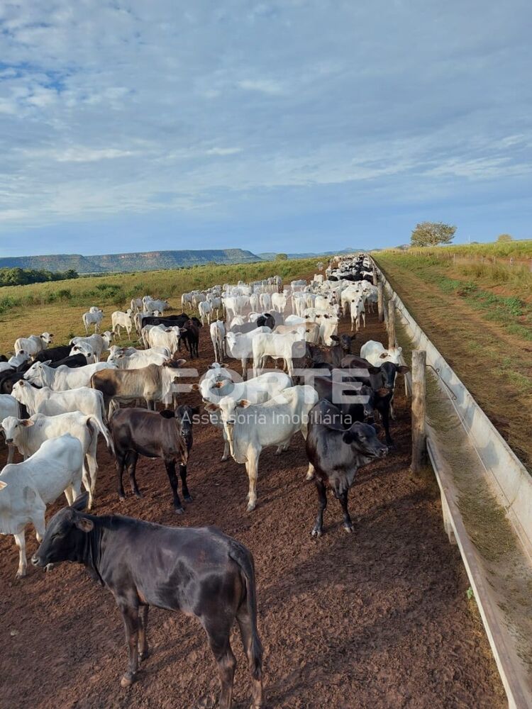 Fazenda, 3900 m² - Foto 8
