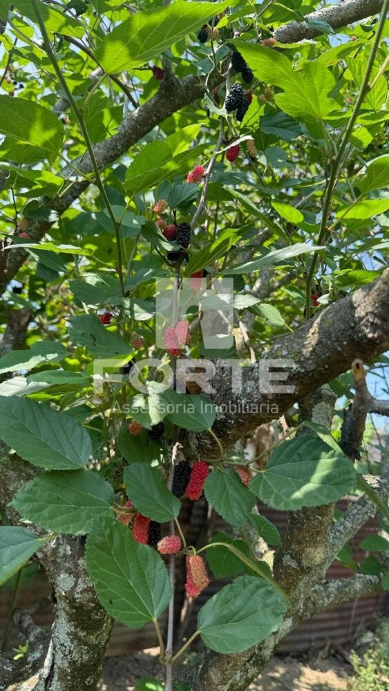 Casa, 2 quartos, 750 m² - Foto 24