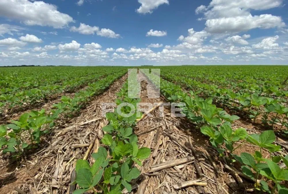Fazenda, 4 quartos - Foto 2