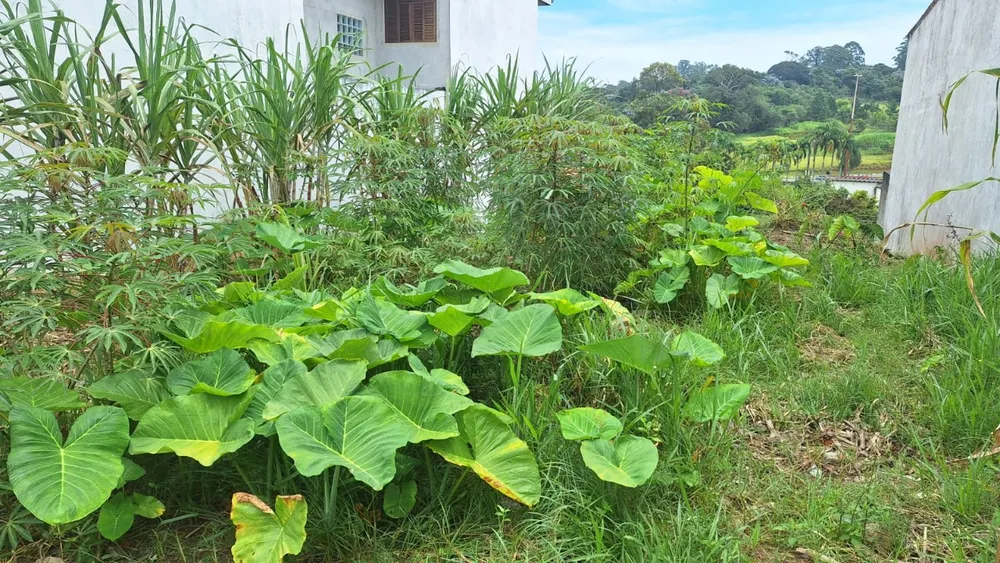 Terreno, 250 m² - Foto 3