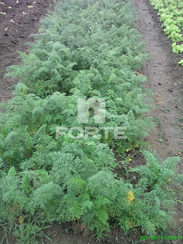 Sítio, 8 quartos, 4 hectares - Foto 13