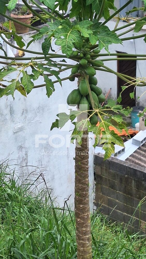 Terreno, 250 m² - Foto 5