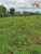Fazenda, 87 hectares - Foto 4