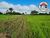 Fazenda-Sítio-Chácara, 339 hectares - Foto 1