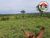 Fazenda, 992 hectares - Foto 3