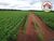 Fazenda, 2178 hectares - Foto 2