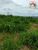 Fazenda, 532 hectares - Foto 2