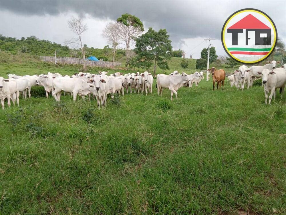 Fazenda, 407 hectares - Foto 4