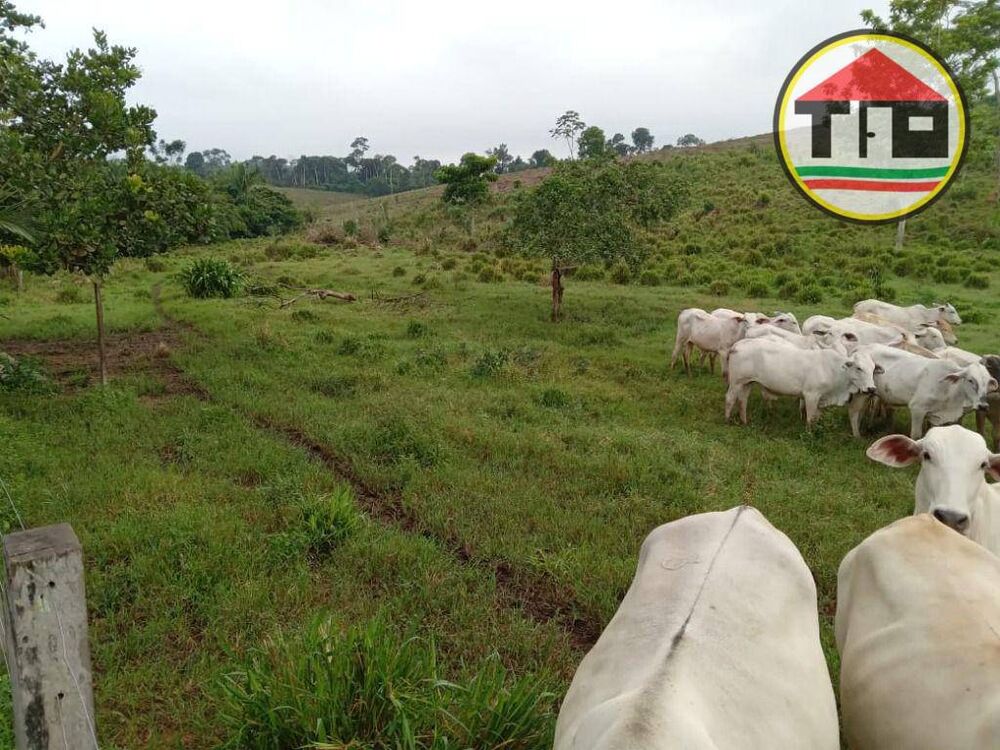 Fazenda, 407 hectares - Foto 3