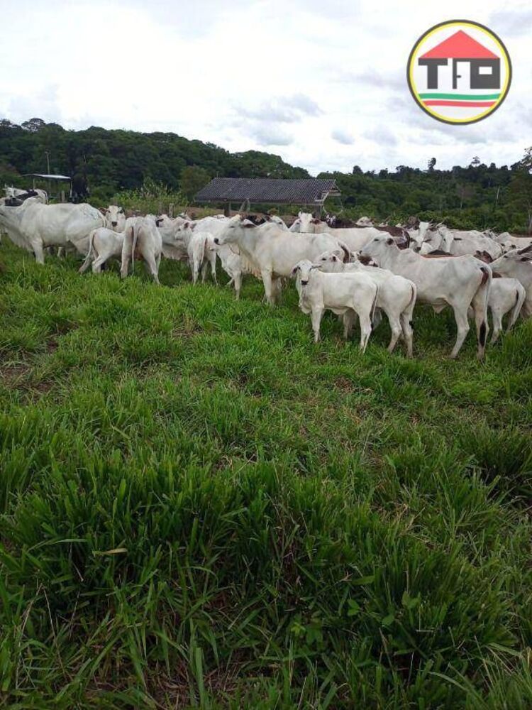 Fazenda à venda, 13310000M2 - Foto 3
