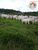 Fazenda, 1331 hectares - Foto 3