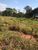 Terreno, 300 m² - Foto 2