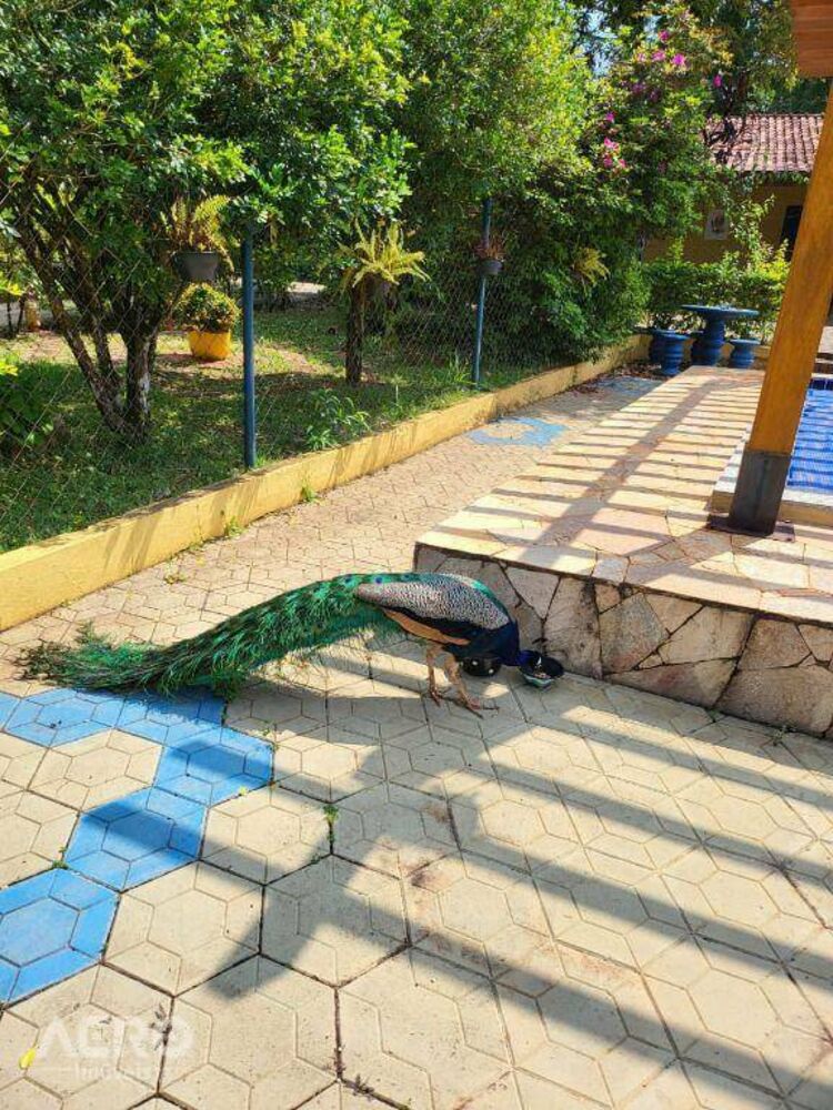 Chácara, 4 quartos, 5000 m² - Foto 31