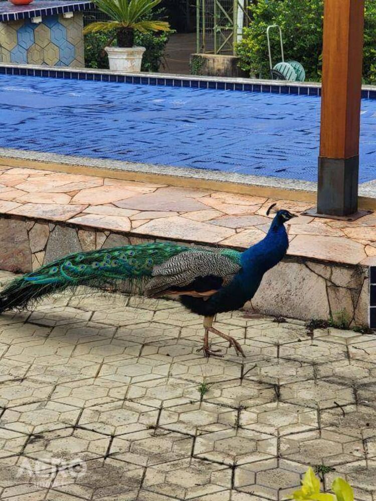 Chácara, 4 quartos, 5000 m² - Foto 32