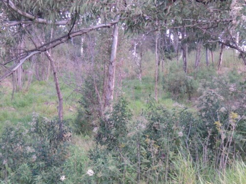 Terreno, 2 hectares - Foto 9