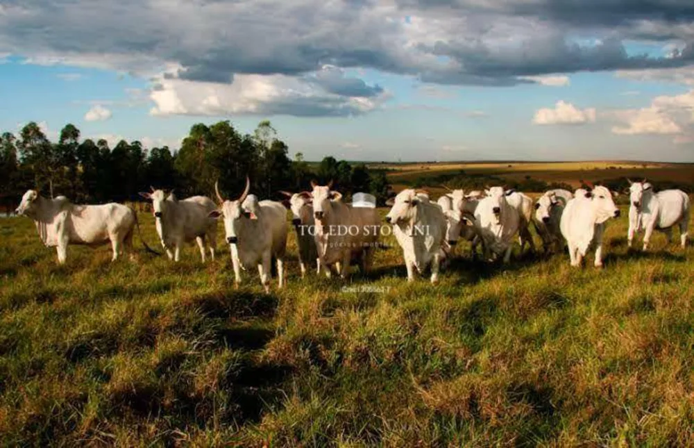 Fazenda, 600 hectares - Foto 1