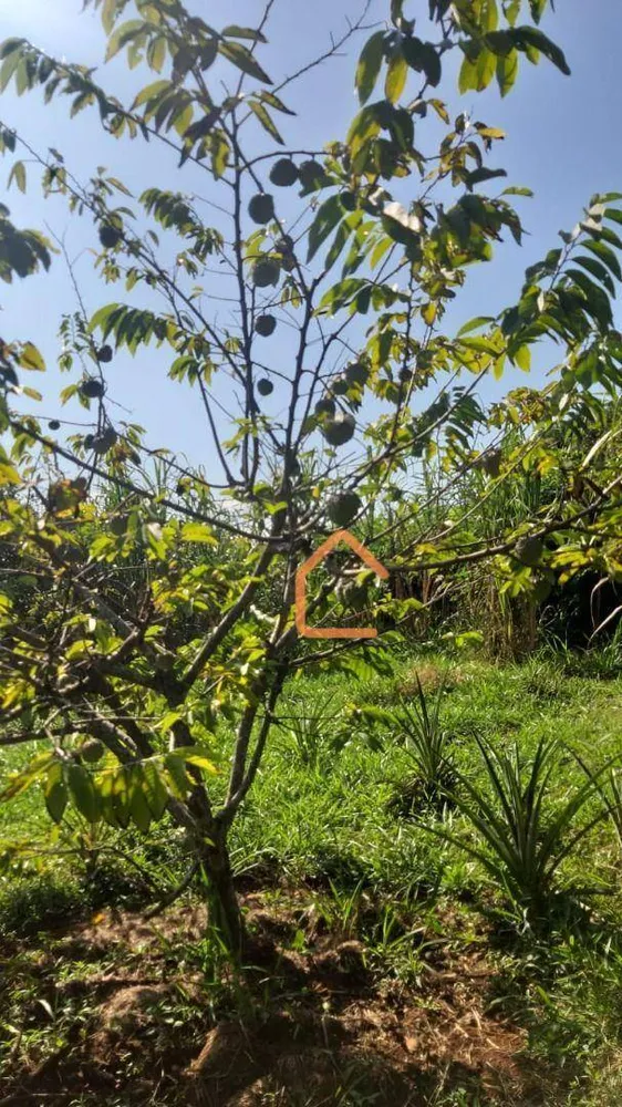 Sítio, 3 quartos, 3 hectares - Foto 14