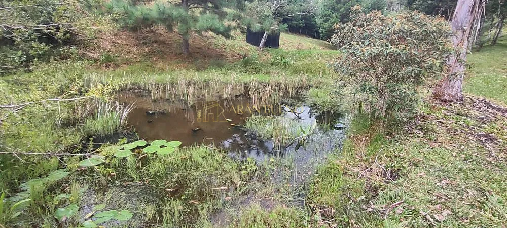 Sítio, 2 quartos, 15 hectares - Foto 4
