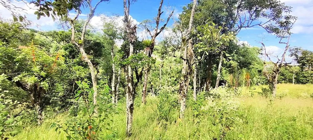 Terreno, 1 hectares - Foto 3