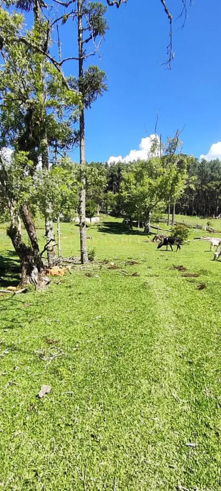 Sítio, 3 quartos, 3 hectares - Foto 4