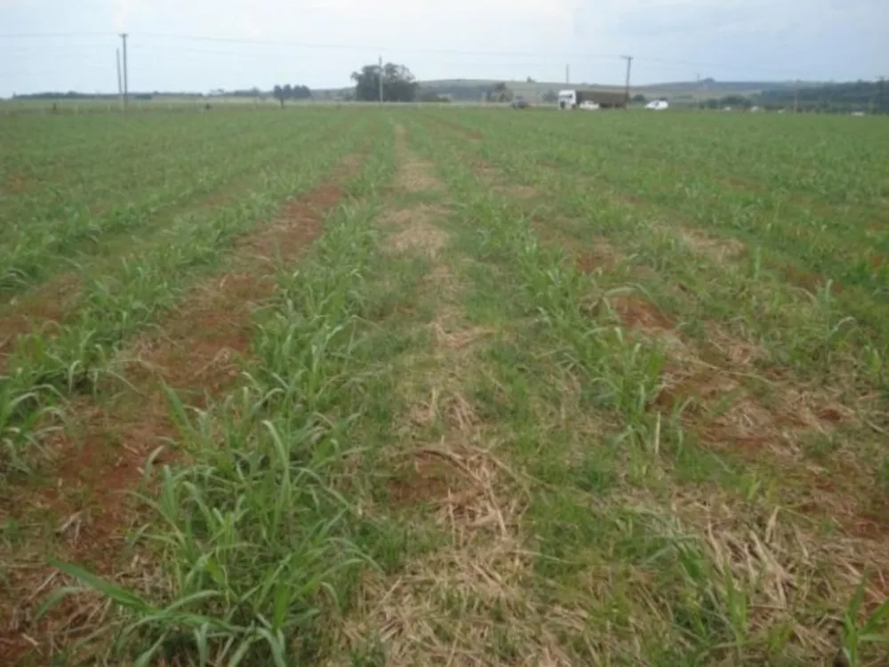 Fazenda, 114 hectares - Foto 1