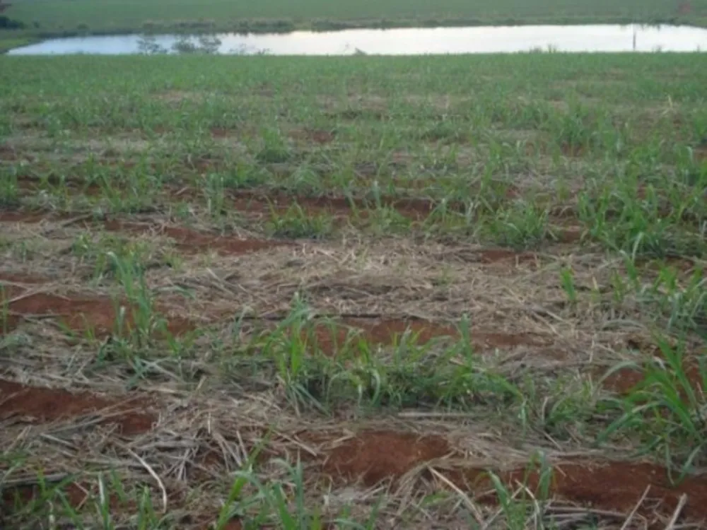 Fazenda, 114 hectares - Foto 4