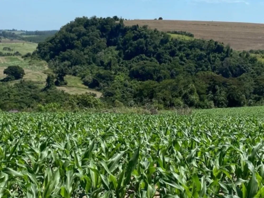 Fazenda, 242 hectares - Foto 2