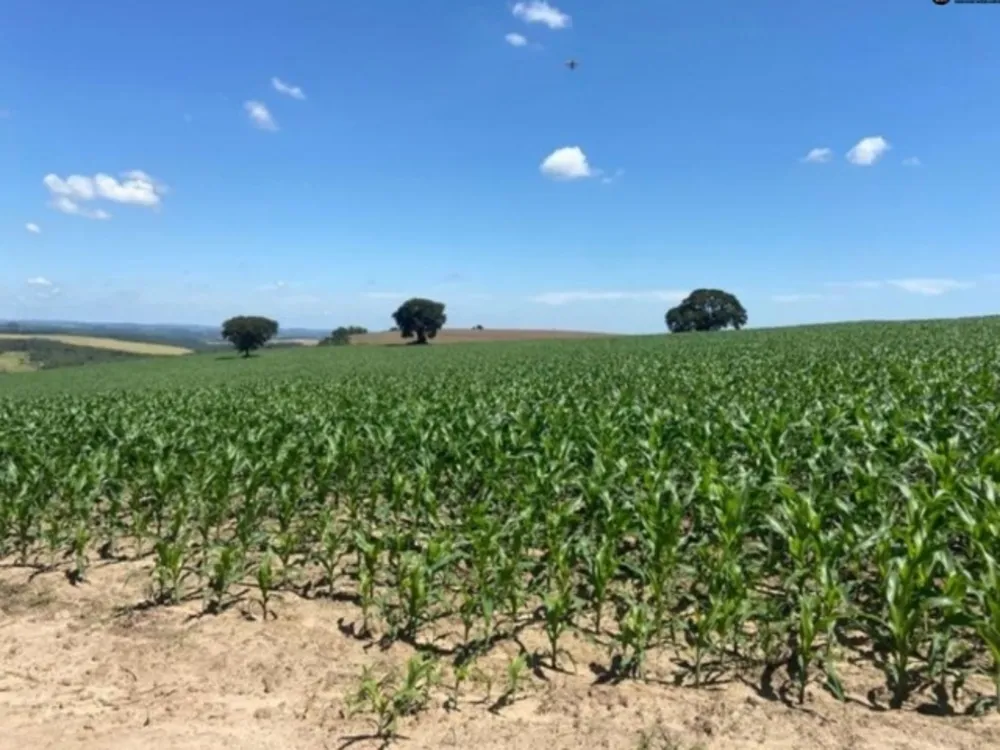 Fazenda, 242 hectares - Foto 1