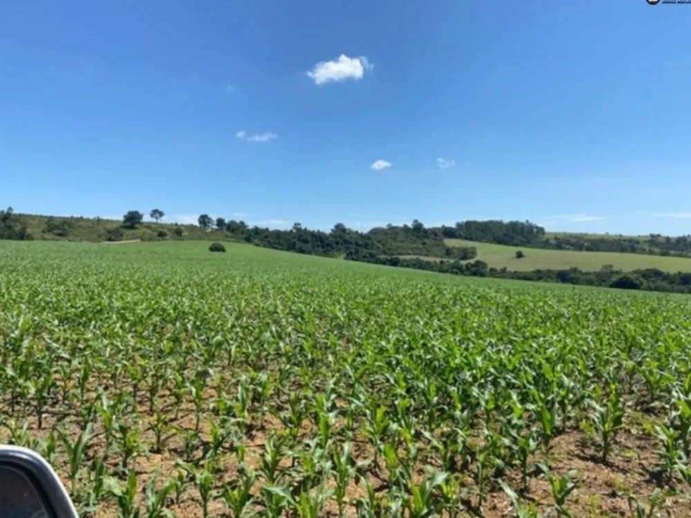 Fazenda, 242 hectares - Foto 4