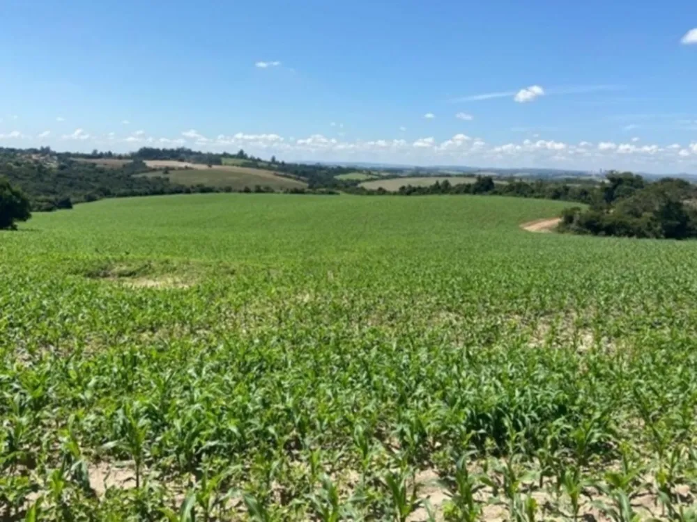Fazenda, 242 hectares - Foto 3