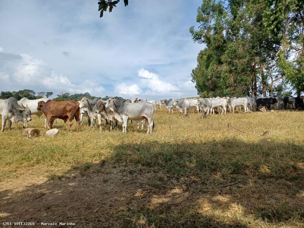 Fazenda, 143 hectares - Foto 4
