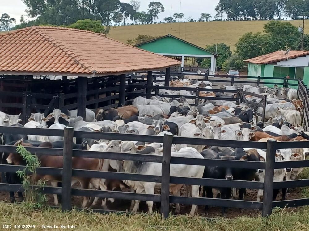 Fazenda, 143 hectares - Foto 1
