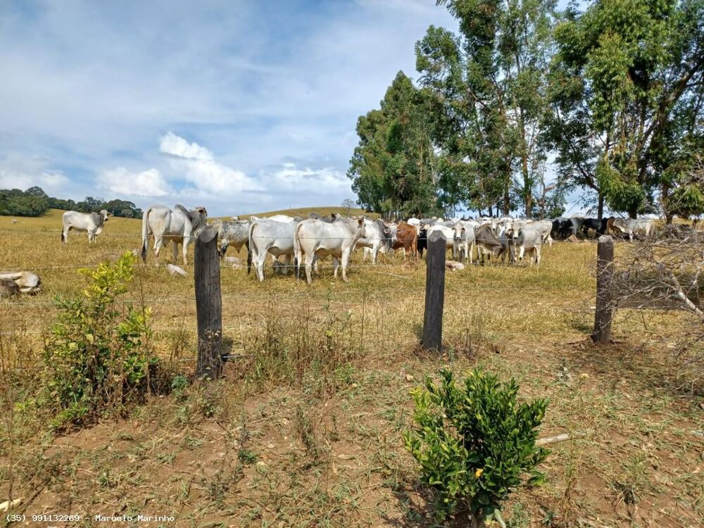 Fazenda, 143 hectares - Foto 2