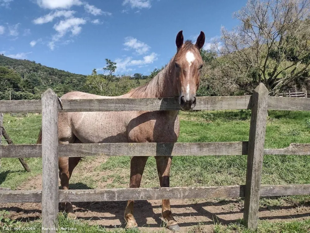 Fazenda, 150 hectares - Foto 2