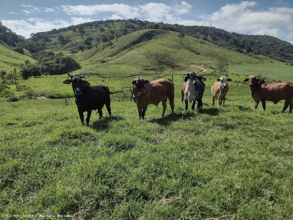 Fazenda, 150 hectares - Foto 1