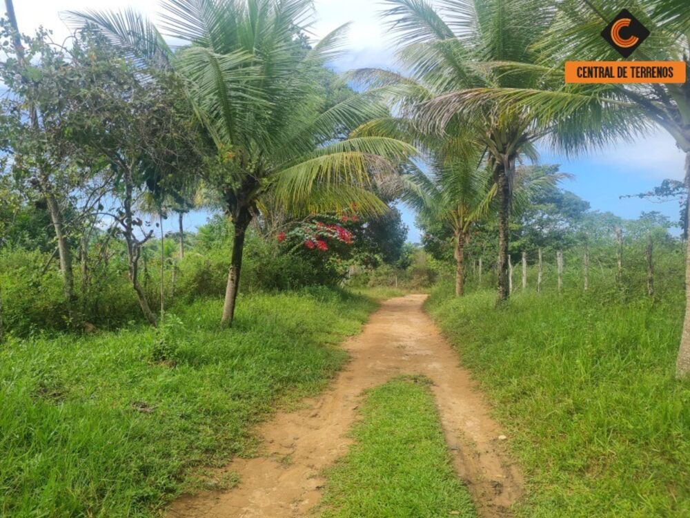 Terreno, 98 hectares - Foto 7