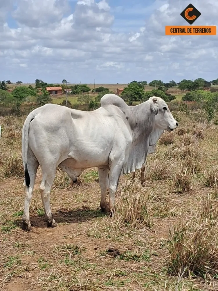 Fazenda - Foto 9