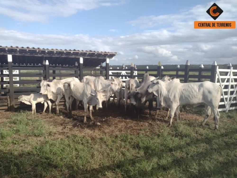 Fazenda - Foto 1