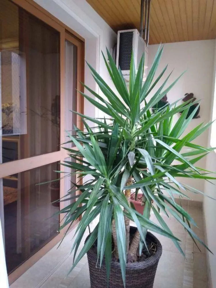 Apartamento, 3 quartos, 260 m² - Foto 9