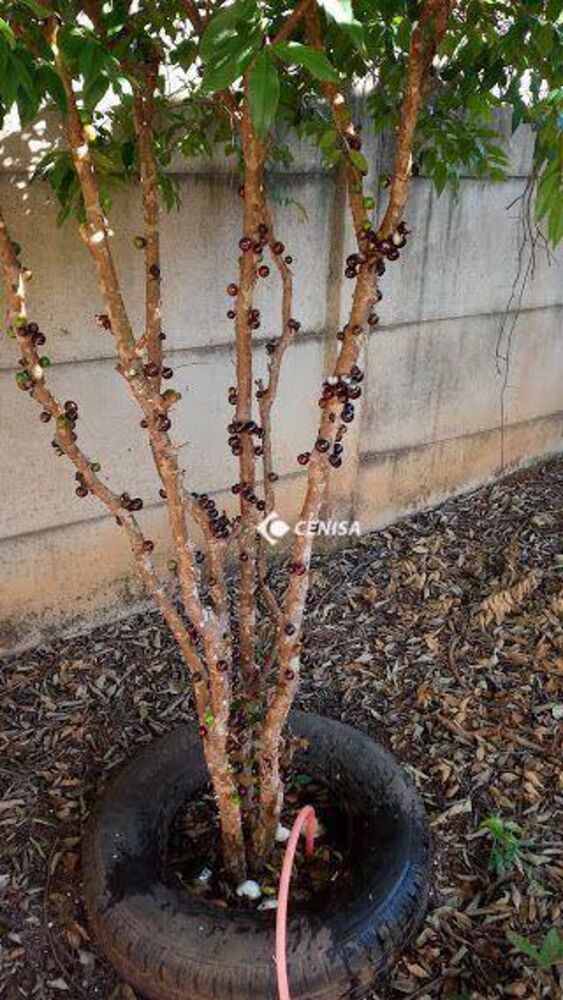 Casa, 3 quartos, 400 m² - Foto 10