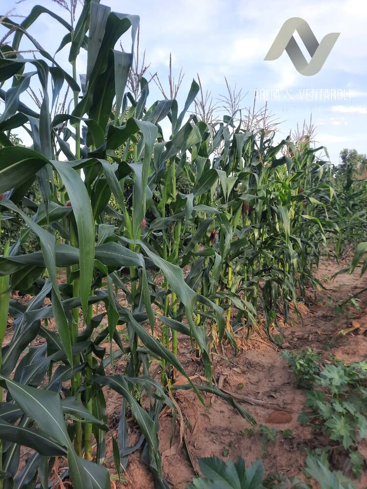 Sítio, 2 quartos - Foto 2