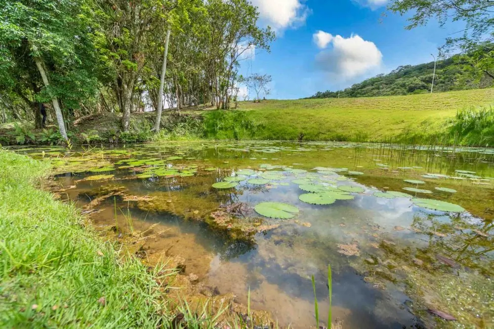 Terreno, 9 hectares - Foto 4