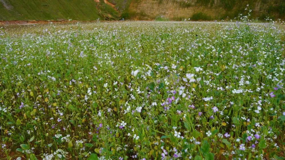 Terreno, 90 hectares - Foto 4