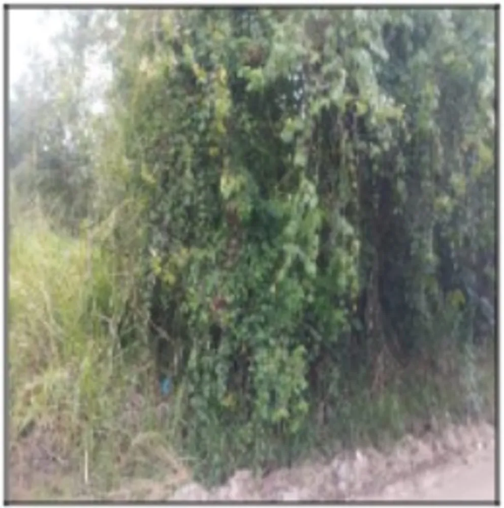 Terreno, 50 m² - Foto 3